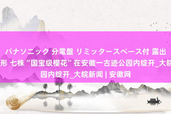 パナソニック 分電盤 リミッタースペース付 露出・半埋込両用